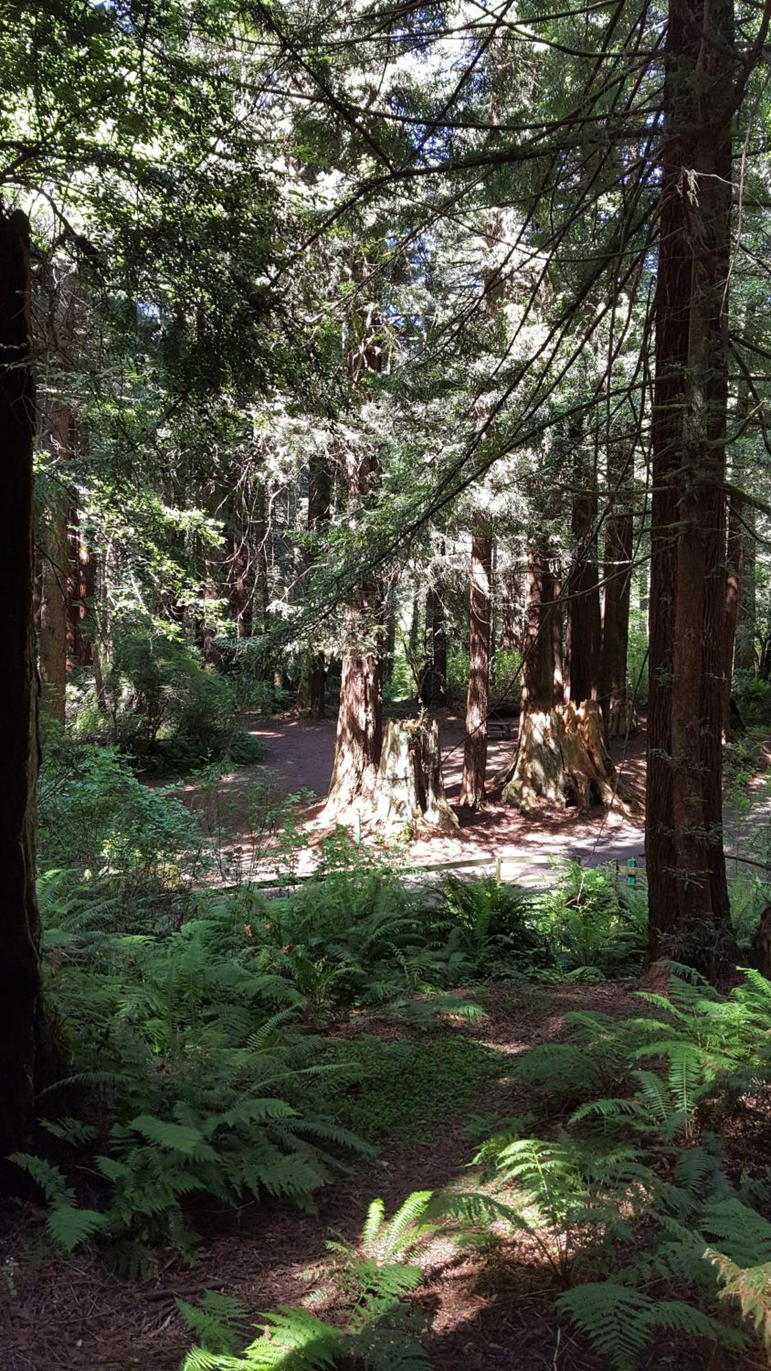 Emerald Forest Cabins Trinidad Zimmer foto